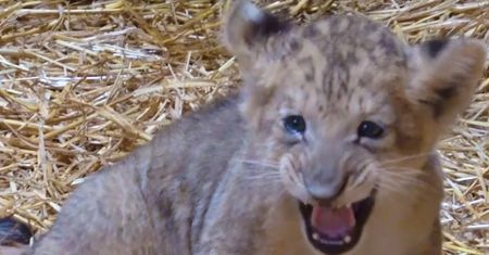 Sama słodycz. Niecodzienne nagranie z zoo