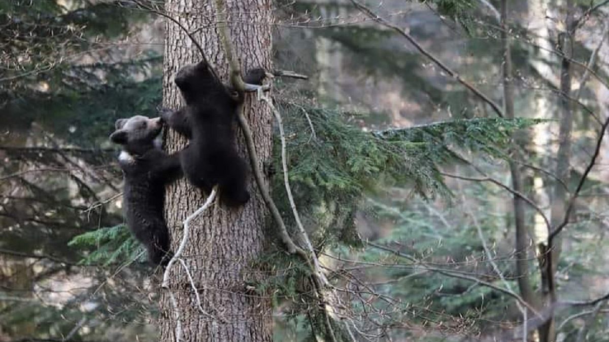 Niedźwiedzie w Bieszczadach