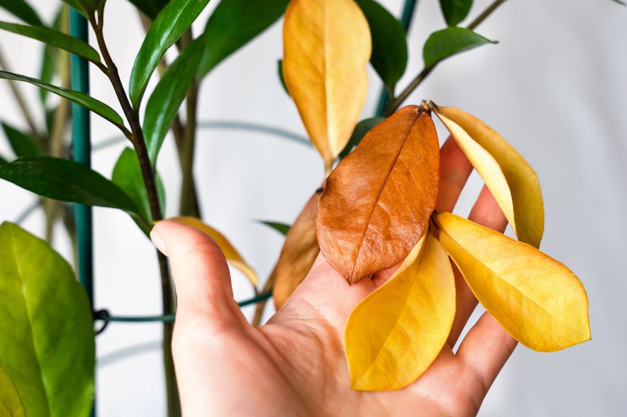 Why are the leaves of the zamioculcas turning yellow?
