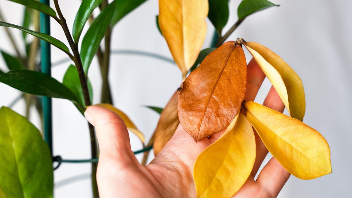 Dlaczego liście zamiokulkasa żółkną?