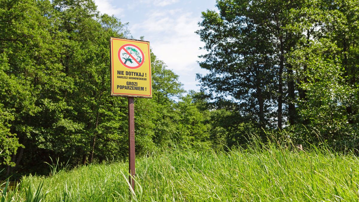 Barszcz Sosnowskiego rozplenia się niemalże wszędzie