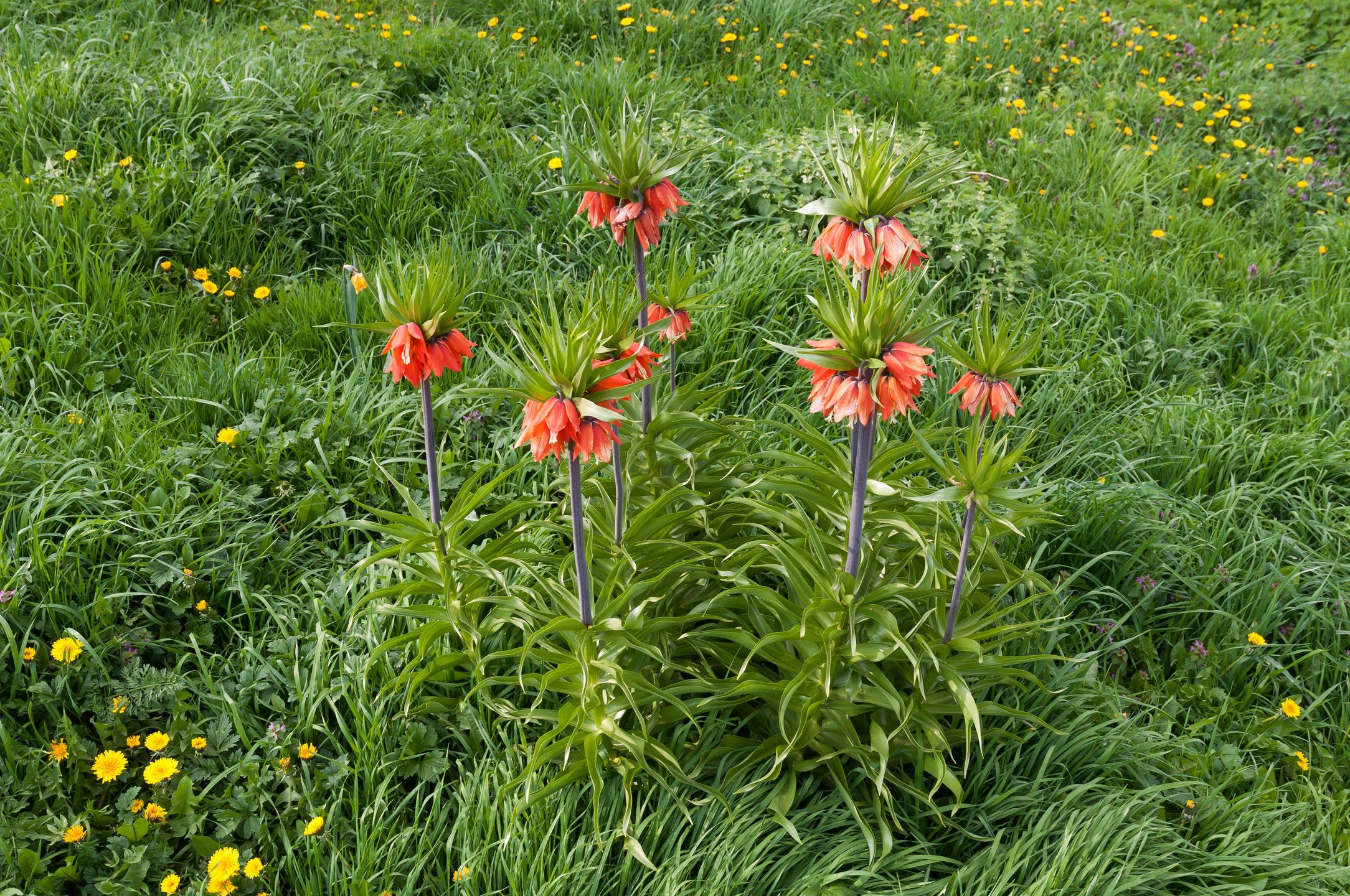 Szachownica cesarska