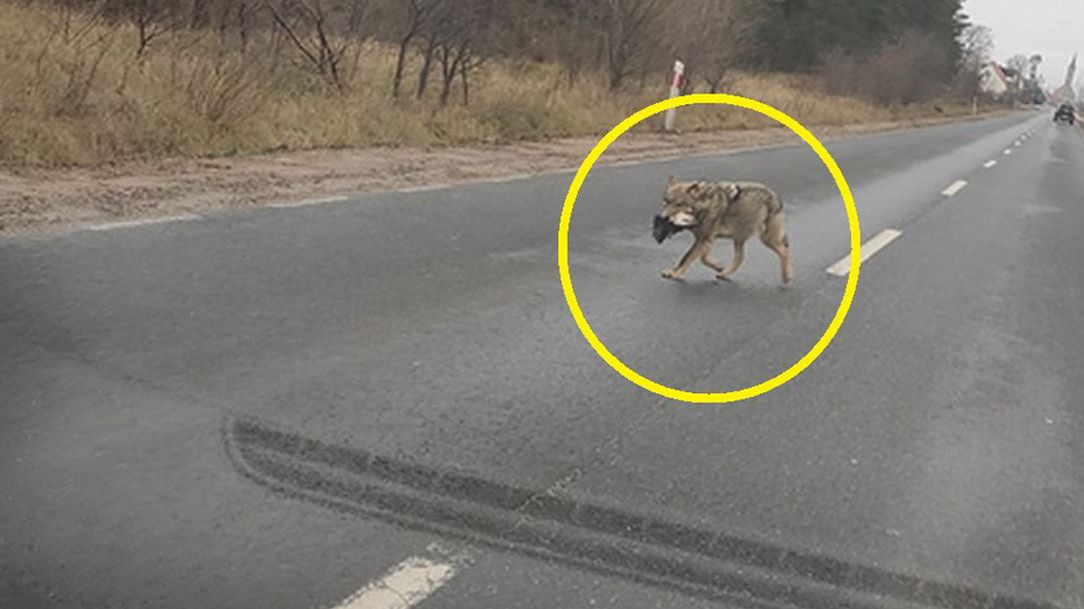 Wilk z makabryczną zdobyczą w pysku