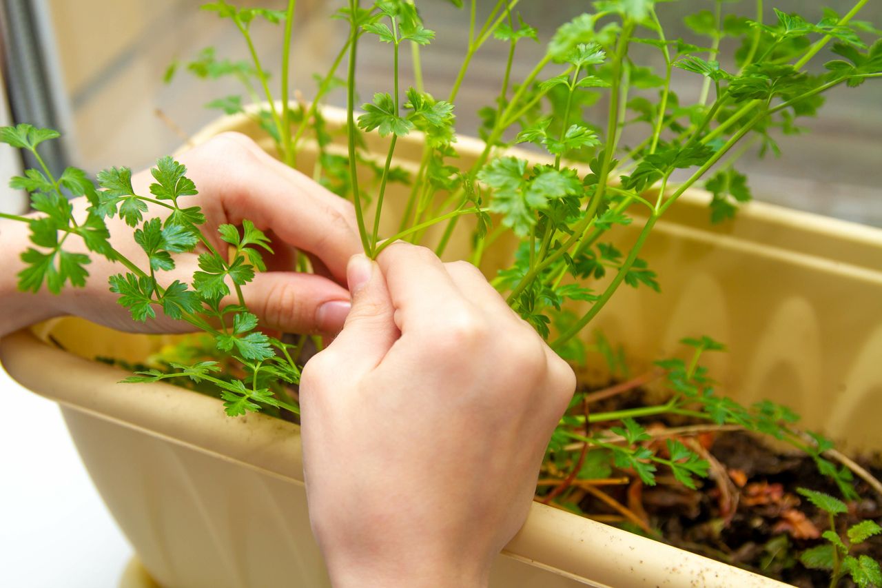Cilantro grown on the windowsill is better than from the store.