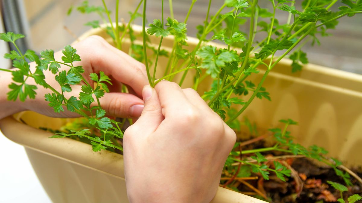 Kolendra uprawiana na parapecie jest lepsza niż ze sklepu