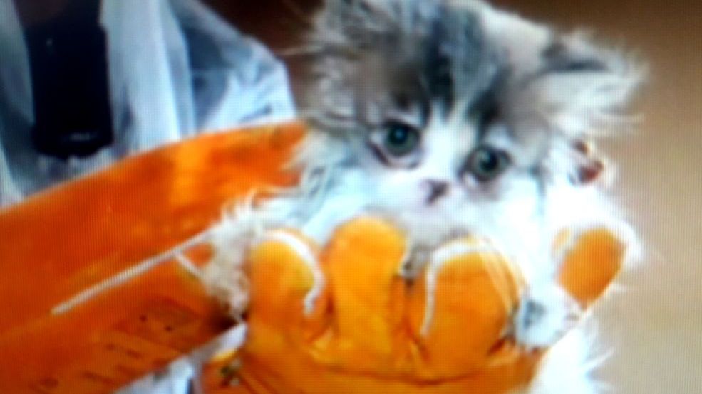 Zdjęcie z interwencji policji