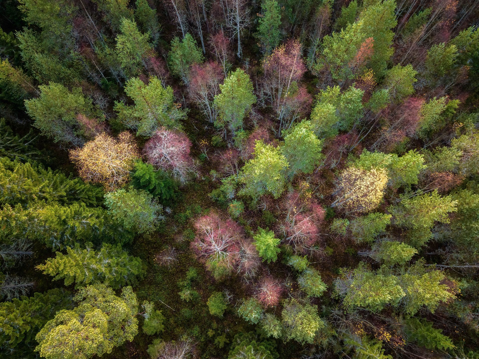 Scenic drone photo of autumn colored deciduous and coniferous forest, landscape in North Sweden. Fall season in beautiful northern Sweden, Vasterbotten, Umea. Top down photo
Scenic drone photo of autumn colored deciduous and coniferous forest, landscape in North Sweden. Fall season in beautiful northern Sweden, Vasterbotten, Umea. Top down photo
Alexandre Patchine