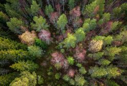Nie tylko Amazonia. Najstarsze lasy w Szwecji znikają w oczach