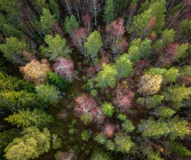Nie tylko Amazonia. Najstarsze lasy w Szwecji znikają w oczach