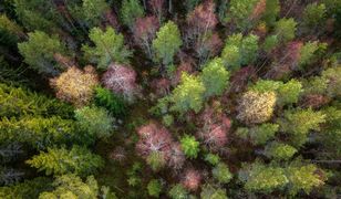 Nie tylko Amazonia. Najstarsze lasy w Szwecji znikają w oczach