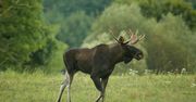 Na Pomorzu jak w Skandynawii. Odnotowano rekordową liczbę łosi