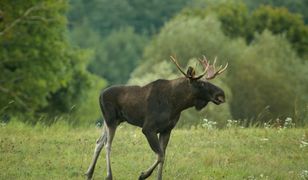 Na Pomorzu jak w Skandynawii. Odnotowano rekordową liczbę łosi