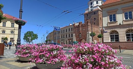 Petunie, wilce, komarzyce i pacioreczniki. Lublin z nowymi nasadzeniami na lato