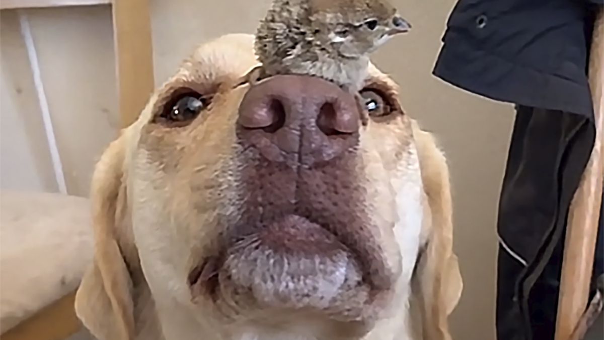Pisklę kuropatwy zaprzyjaźniło się z labradorem