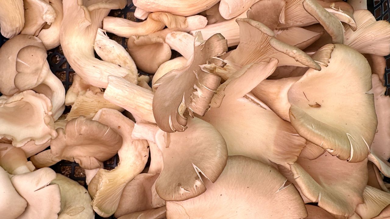 Są w każdym markecie i kosztują grosze. Warto jeść codziennie, bo zbijają cholesterol i wspierają serce