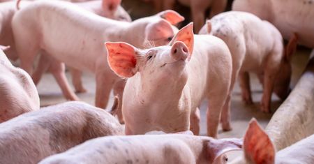 Zmowa? Rząd alarmuje ws. mięsa. "Należy zbadać"