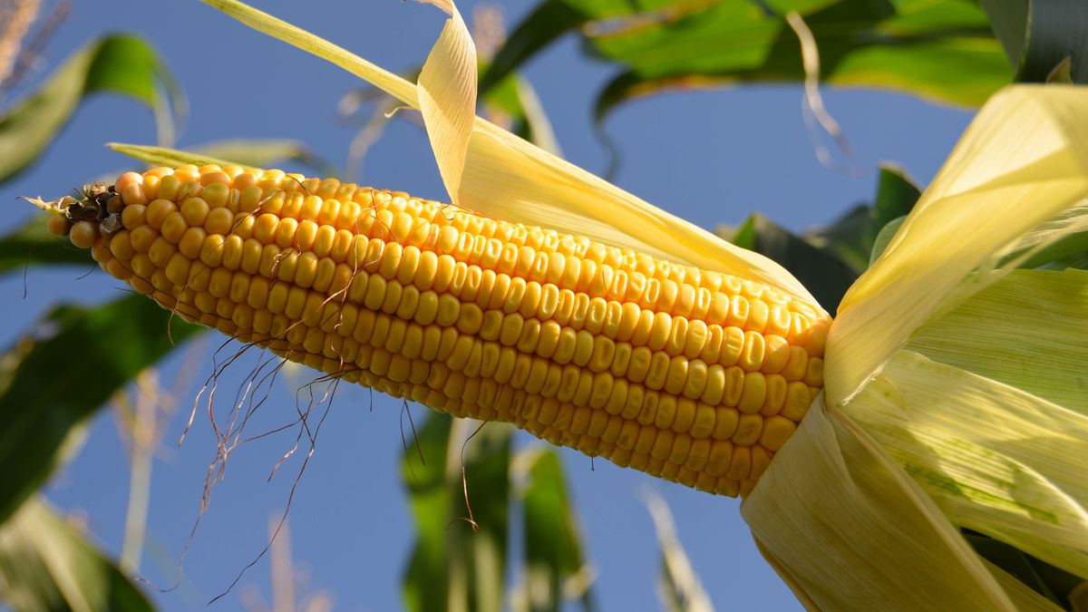 Hiszpania będzie sprowadzać ukraińską kukurydzę koleją z Polski
