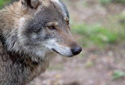 Wilki opanowują Warmię i Mazury. Samorządowcy działają