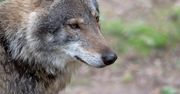 Wilki opanowują Warmię i Mazury. Samorządowcy działają