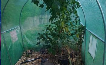 Hodował giganta w szklarni. Grożą mu 3 lata więzienia