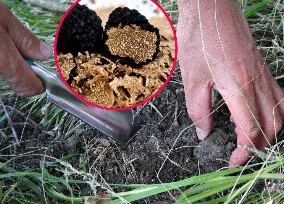 400 zł za grzyby udające trufle. Za zbieranie tych prawdziwych - kary