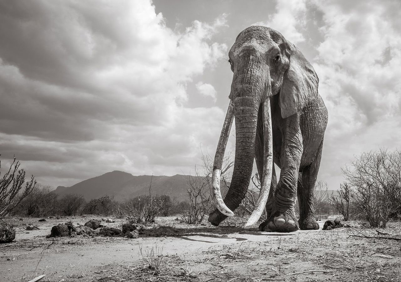 Ostatnie zdjęcia "Królowej słoni". Miała 60 lat i imponujące ciosy