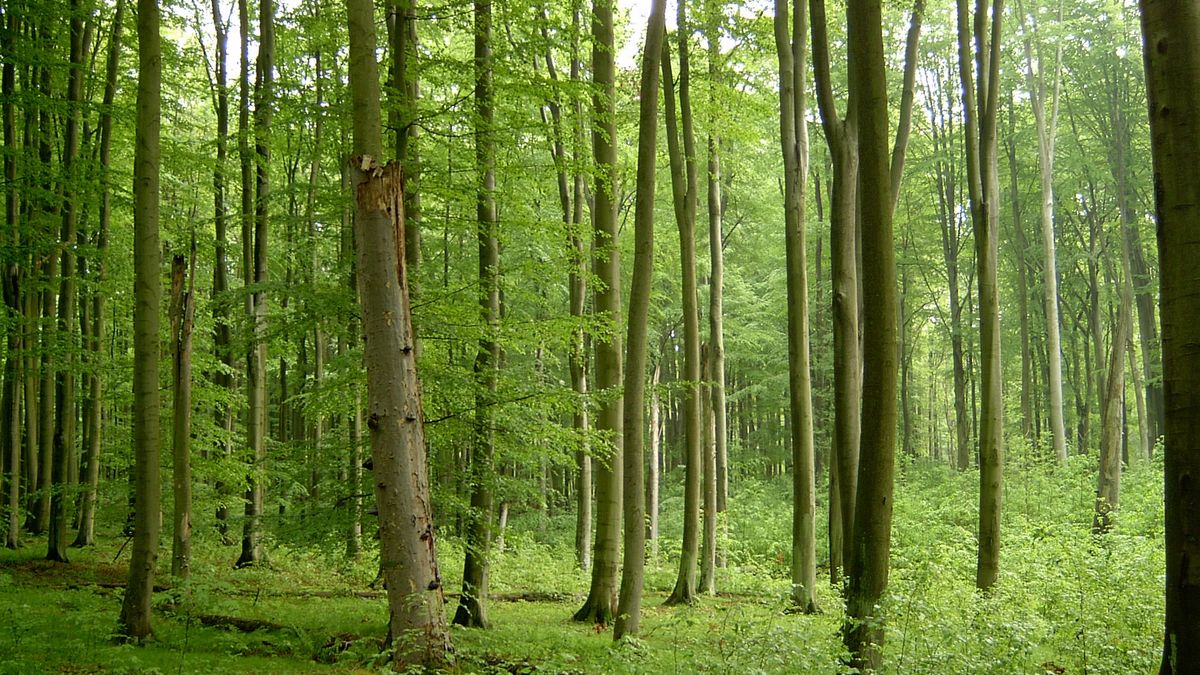 Puszcza Bukowa