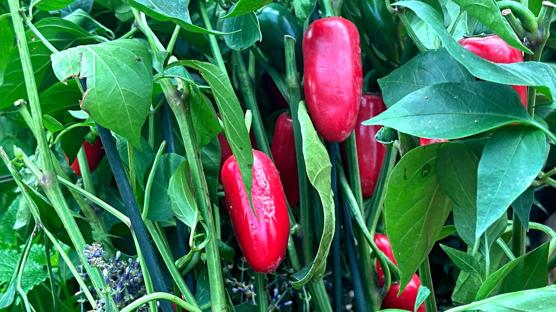Kapsaicyna zawarta w papryczkach jalapeno wspiera odchudzanie, utrzymanie prawidłowej masy ciała, a także zmniejsza apetyt.