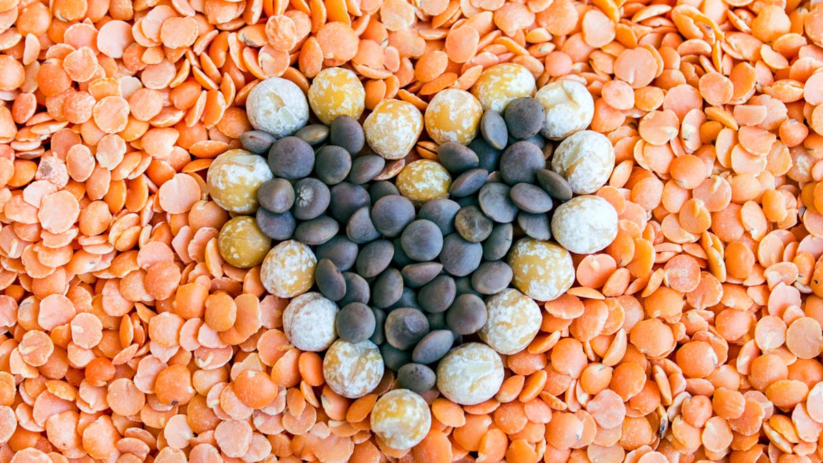 Soczewica czerwona to jedna z popularniejszych odmian soczewicy