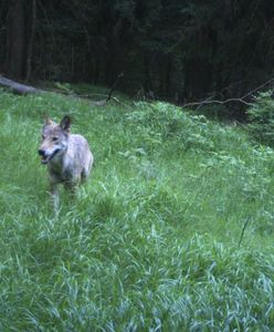 Karkonoska wataha. Pokazali zdjęcia wilków