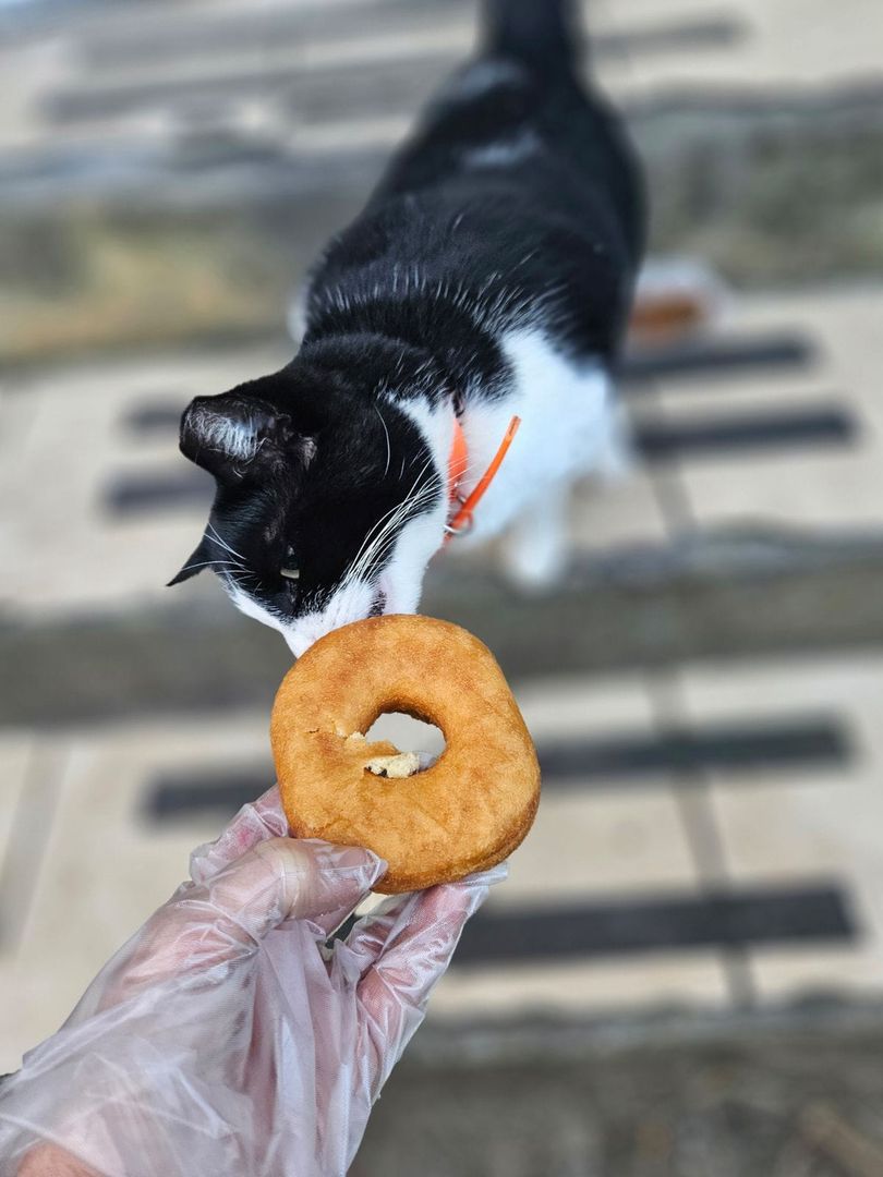 W trosce o zdrowie Oreo, pracownicy cukierni przygotowują dla niego kocią karmę. Czasami jednak dostaję kawałek pączka