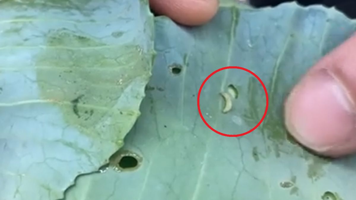 Robaki na kapuście z Biedronki