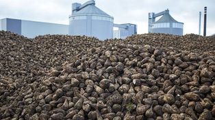 Cukrownie pracują mimo mrozu. Kampania buraczana przeciąga się do lutego