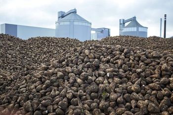 Cukrownie pracują mimo mrozu. Kampania buraczana przeciąga się do lutego