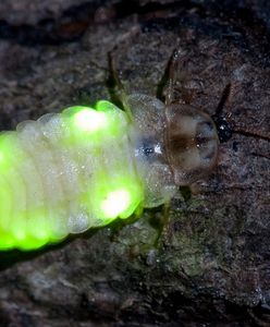 Niezwykłe zdjęcia z Karkonoszy. "To nie UFO"