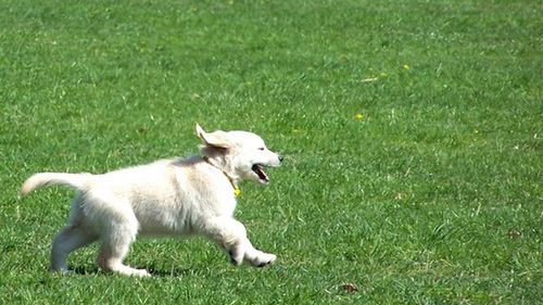 Psia elektronika: gdzie jest twój pies? 1