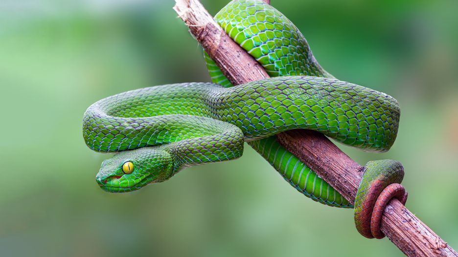Large-eyed Pit Viper or Trimeresurus macrops, beautiful green snake coiling resting on tree branch with green background , Thailand.
NARUPON NIMPAIBOON
Thailand, Viperidae, adder, animal, asia, asian, background, beautiful, behaviour, bite, branch, closeup, coils, coldblooded, color, colorful, creature, danger, dangerous, detail, exotic, fauna, flake, forest, green, herpetology, hunter, jungle, macro, nature, outdoor, pit, poison, predator, reptile, resting, serpent, snake, toxic, tree, tropical, twig, venom, venomous, vertebrate, vibrant, viper, wild, wildlife, zoology
