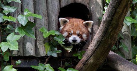 Wrocław. Koronawirus. ZOO potrzebuje pomocy, by uniknąć uboju zwierząt