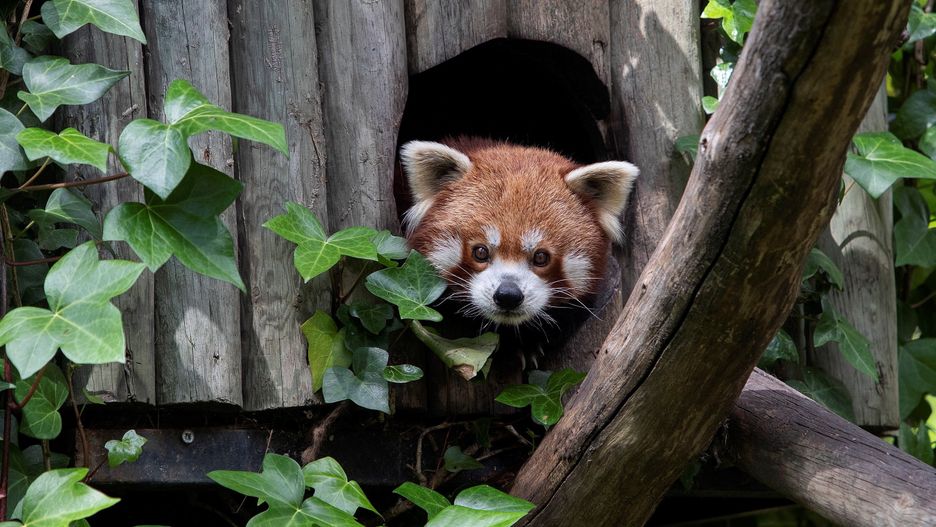 Koronawirus. Wrocław. ZOO mierzy się ze skutkami kryzysu wywołanego pandemią