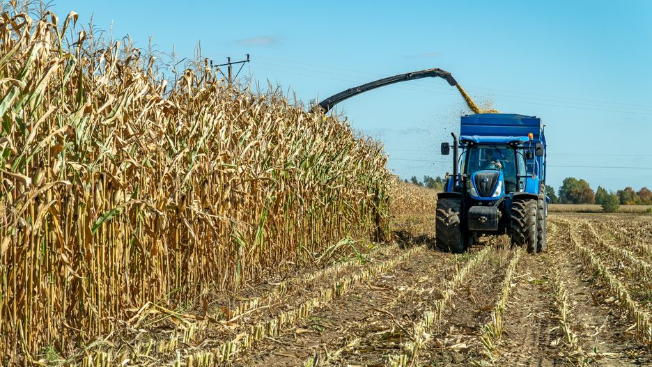 pokaz zbioru kukurydzy na kiszonkę na Podlasiu / 2022