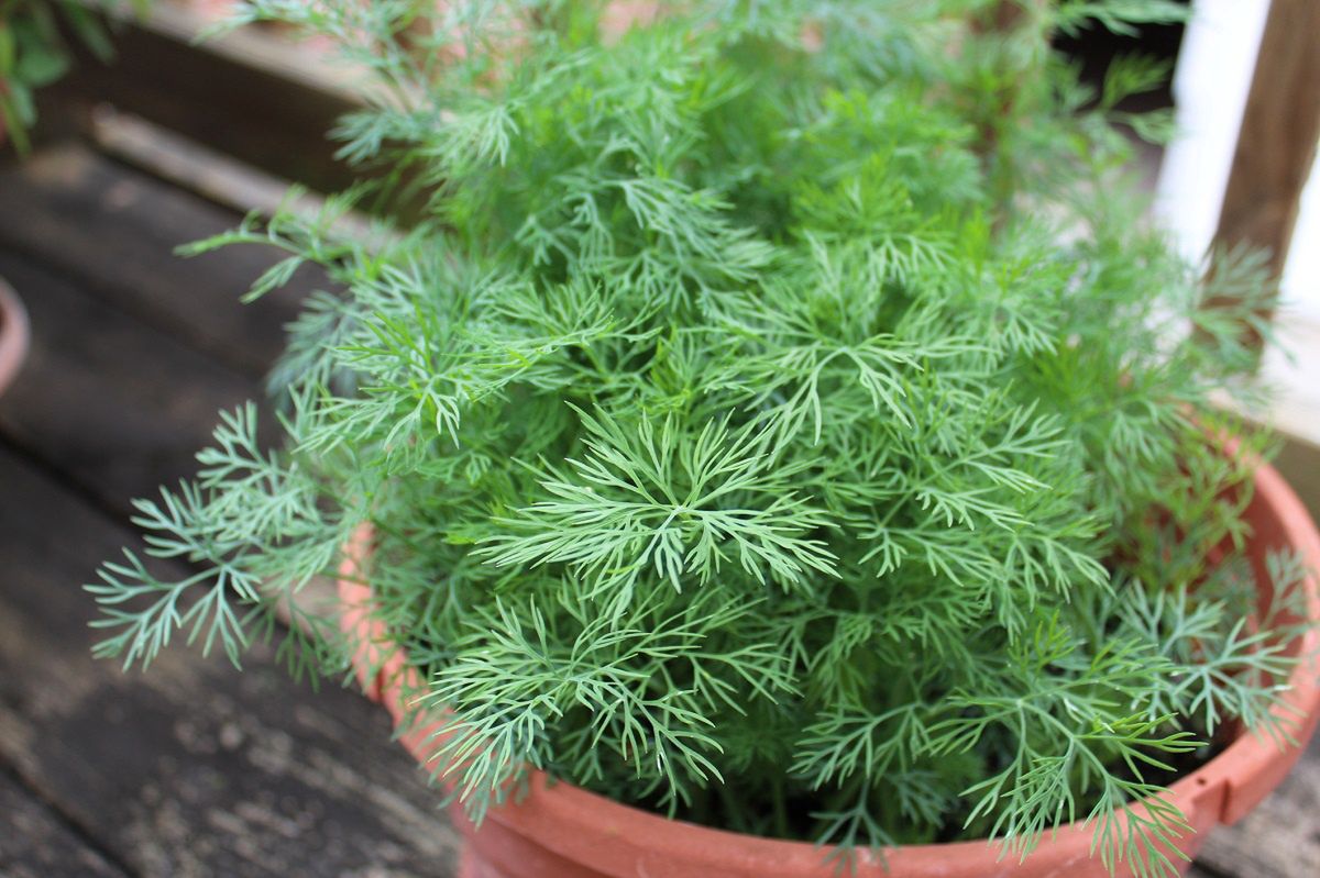 There is a simple trick for quick dill cultivation.