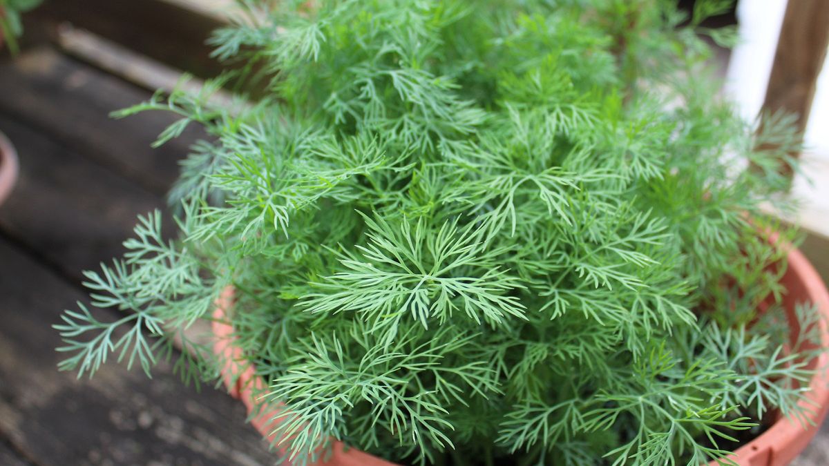 Jest prosty patent na szybką uprawę koperku.