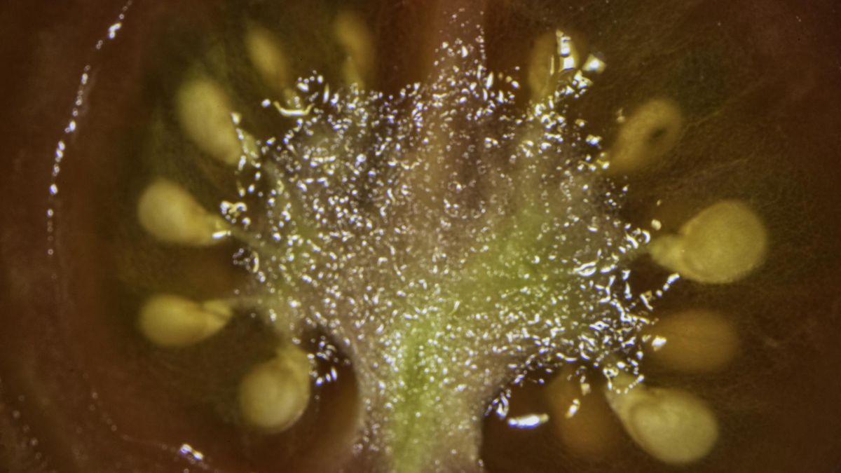 Jedna warzywo dziennie wystarczy, by zbić ciśnienie