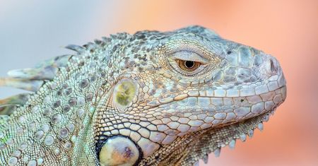 Nie tylko psy i koty! Lublin zaprasza na spotkanie z iguanami, żółwiami i pająkami