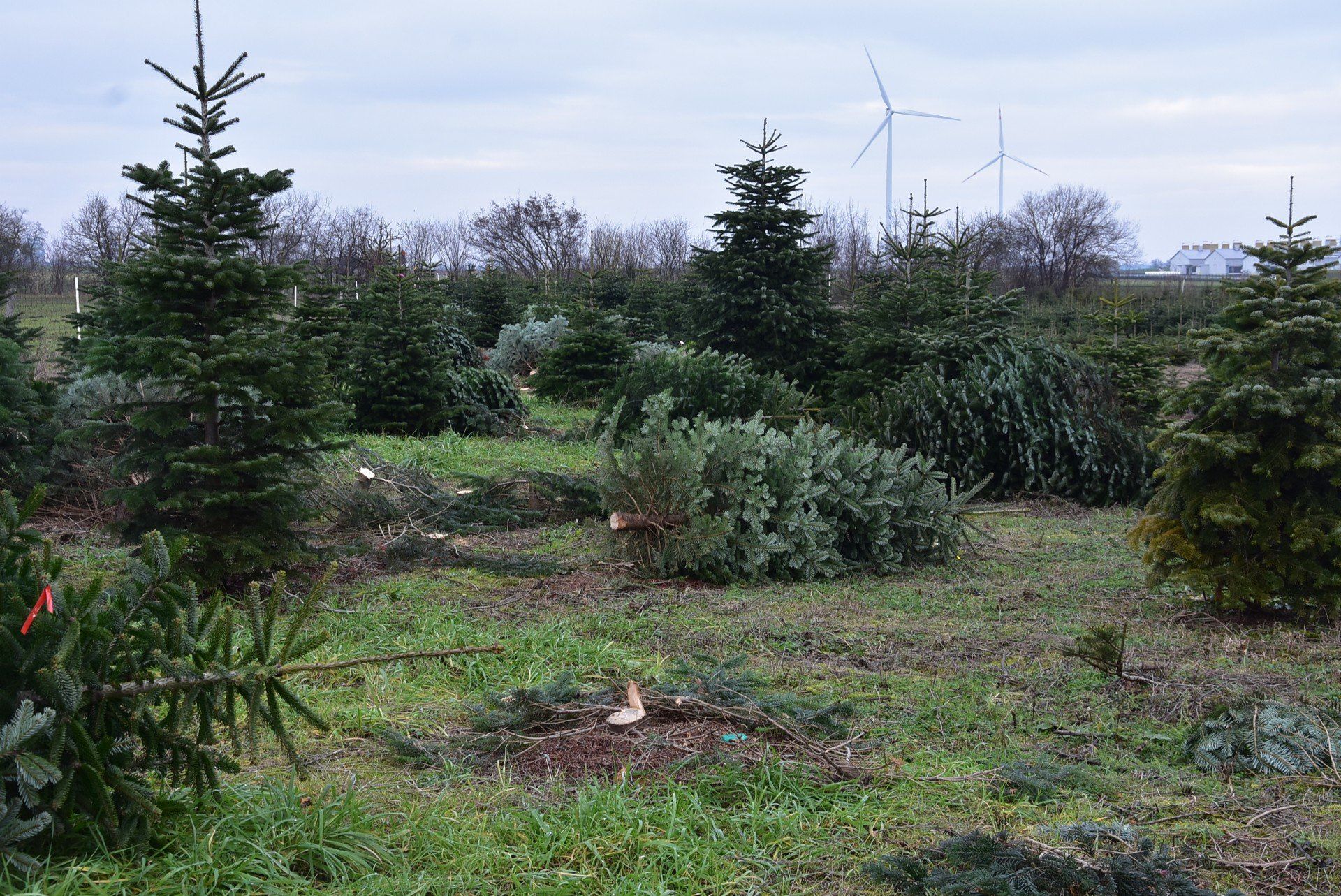 W nadleśnictwach za drzewka zapłacimy mniej, ale często trzeba doliczyć np. za transport