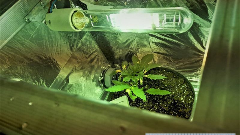 Wrocław. Domowa plantacja marihuany. Policja zatrzymała 25-latka