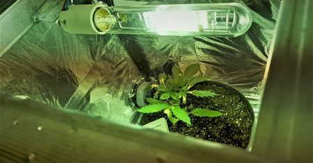 Wrocław. Domowa plantacja marihuany. Policja zatrzymała 25-latka