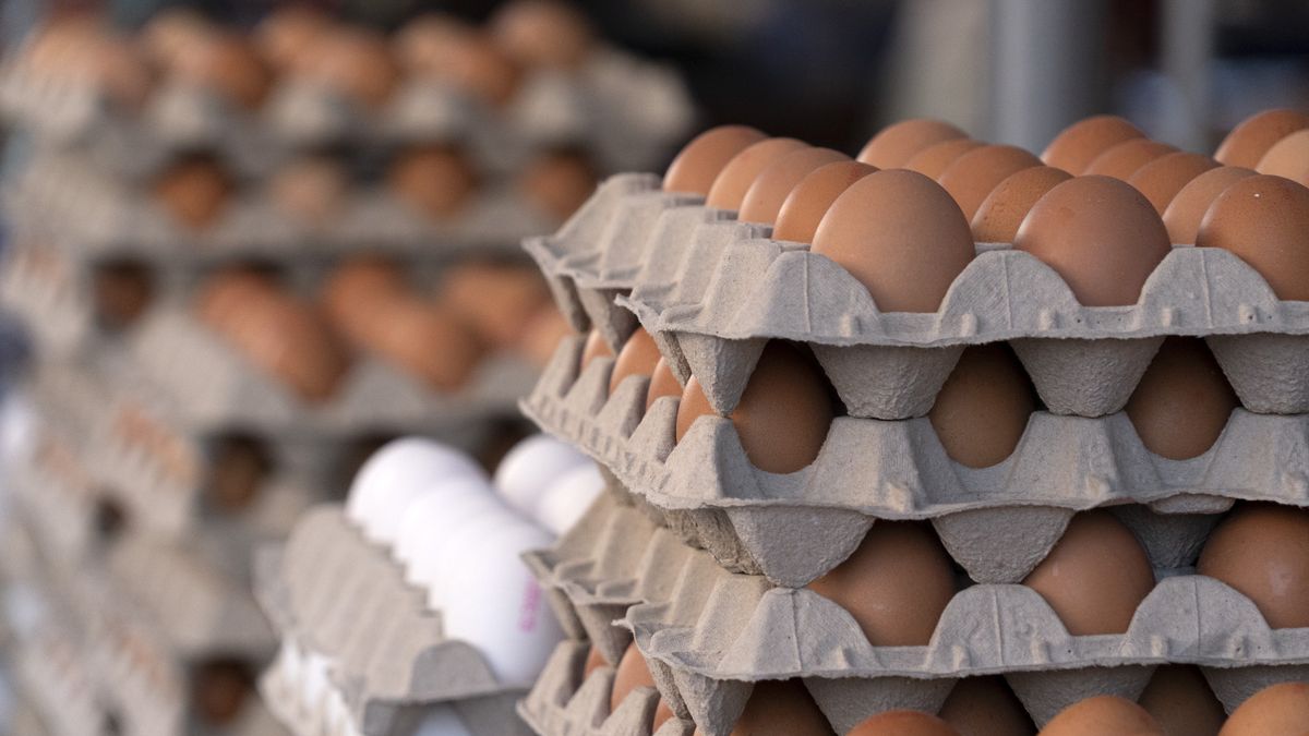 GIS ostrzega przed salmonellą na skorupkach jaj