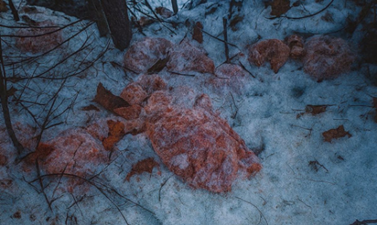 Szokujące zdjęcie. Wyrzucili 130 kg mięsa do lasu