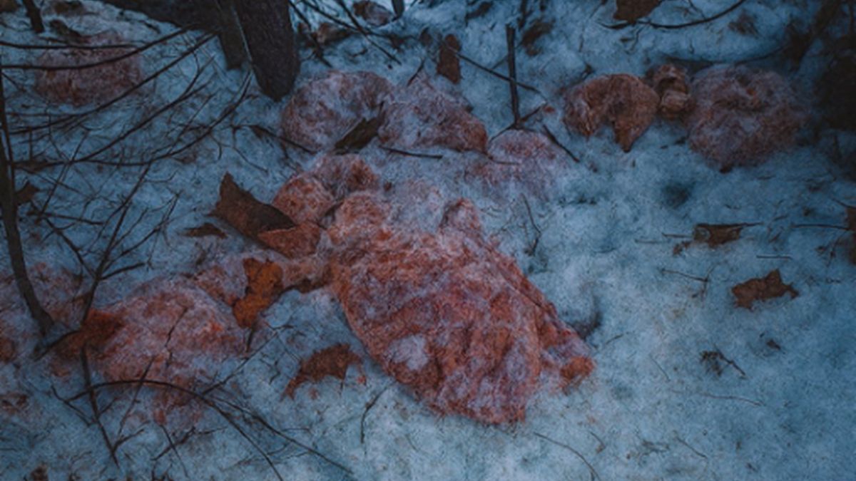 Do lasu wyrzucili 130 kg mięsa.